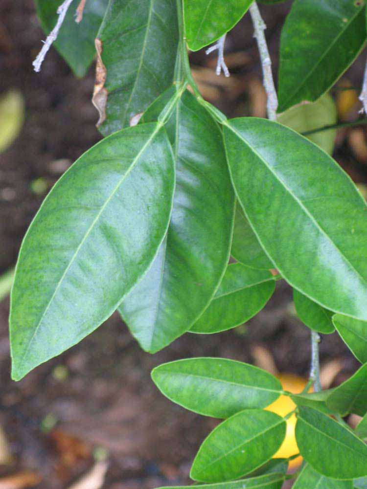              Shade leaves (Goutoucheng, Riverside, CA)       